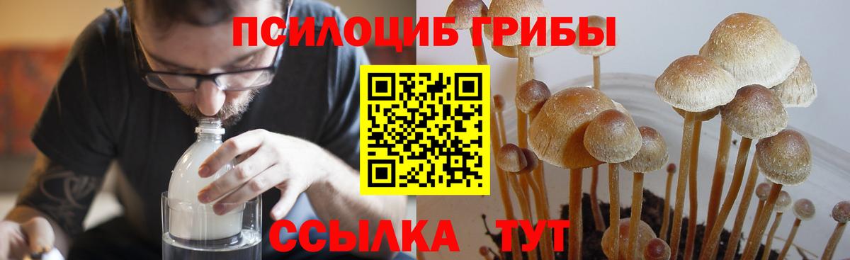 Кингисепп  Псилоцибиновые грибы прущие грибы  Вход с VPN  Галлюциногенные грибы ЛСД 